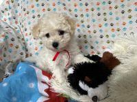 Łendy Vel Moli - 8 tygodni